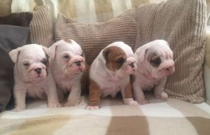 English Bulldog pups for sale