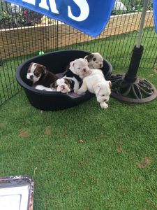 English bulldog puppies
