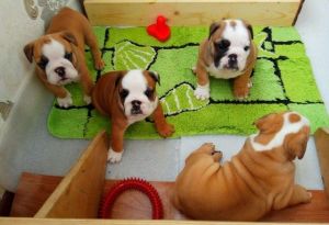 English Bulldog puppies for sale