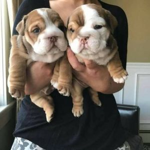 British Bulldog's And French Bulldogs For Sale !!