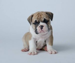 Neibull Puppies Available Please Call