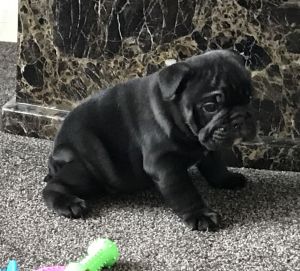 British Bulldog Puppies 5 Boys Kc Reg Etc