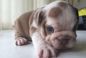 Stunning Lilac Fawn Bulldog Puppies