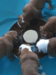 Kc Reg ebglish Bulldog Puppies For Sale