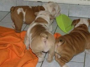 Kc Registered English Bulldog