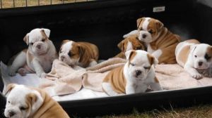 English bulldog puppies