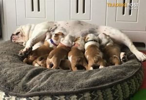 Kc Reg english Bulldog Puppies For Sale