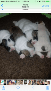 AKC English Bulldog Puppies