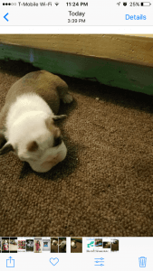 AKC English Bulldog Puppies
