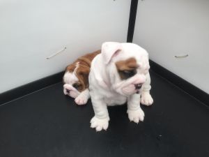 English Bulldog Female Pedigree