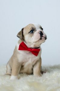 Stunning Bulldog Puppies For Sale