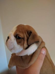 British Bullpei Puppies For Sale