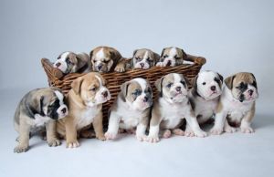 Beautiful English Bulldog Puppies