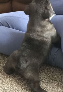 Kc Register Bulldog Puppies