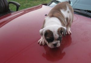 Quality English Bulldog Puppies(***) ***-***0