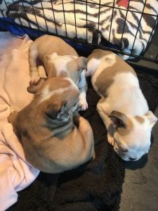 3 Male Bulldogs For Sale