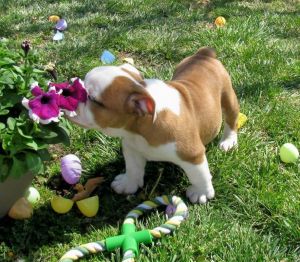 Gorgeous Kc Reg English Bulldog Puppies For Sale