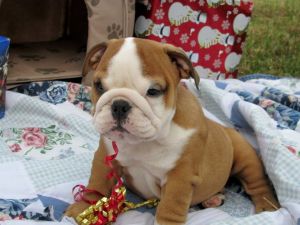 9 Beautiful English Bulldog Puppies For Sale