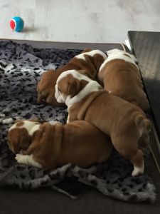 Fabulous British Bulldog Puppys