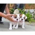 Adorable Bulldog Puppies for Sale.text ((***) ***-***9