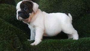 Healthy English buldogs available