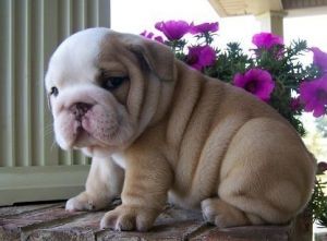 Stunning English Bulldog puppies Ready Text or Call # ***