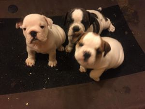 Lovely AKC Egnlish Bulldog Puppies
