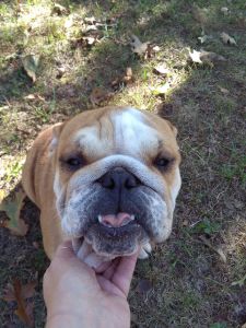 Female English Bulldog