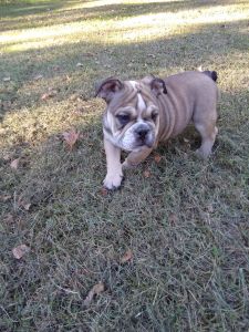 ****Male**** Stunning For Sale