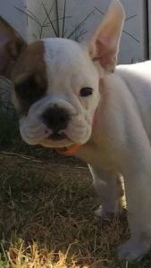 English bulldog