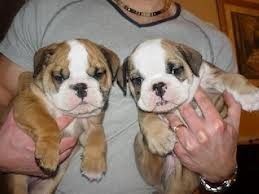 AKC Reg English Bulldog Puppies