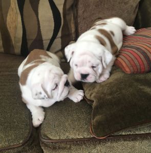 English Bulldog Puppies for sale