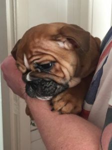 2 English Bulldog Triple Carriers Kc Reg-ready Now