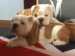 Friendly & Gregarious AKC English Bulldog Puppies..
