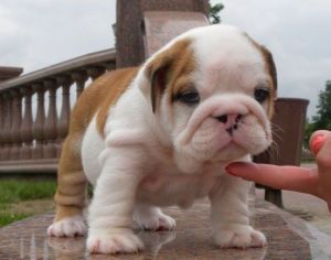 Well Trained Precious English Bulldog Puppies.