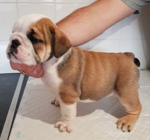 6 Kc Reg English Bulldog Puppies.