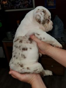 Chocolate merle puppies