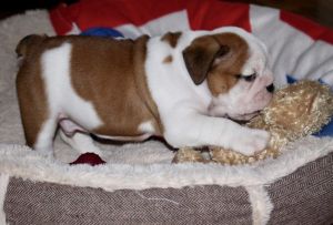 Gorgeous English Bulldog puppies available