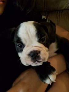 English Bulldog Puppies