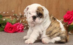 English Bulldog Puppies for Adoption