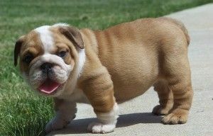 Cute English Bulldog puppies