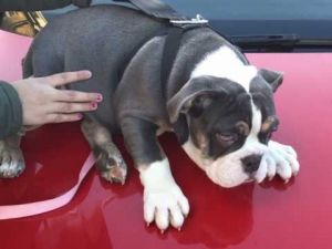 ADOREBAL MALE AND FEMALE ENGLISH BULLDOG NEEDS A LOVING HOME