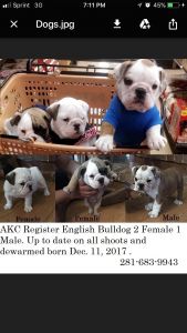 English Bulldog