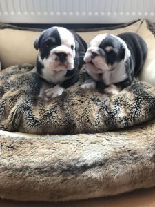 Sweet,English Bulldog Puppies Male And Female