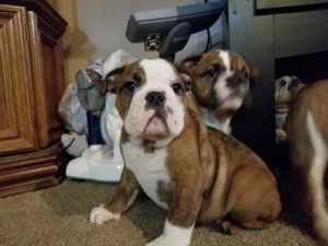 AKC English bulldogs