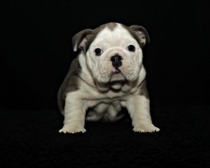 English Bulldogs puppies (ready Now)