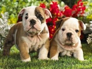 Lovely English Bulldog puppies available text (469) ***