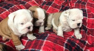 English Bulldogs for Adoption text (***) ***-***0
