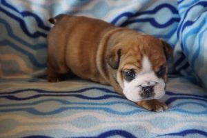 AKC English Bulldog Puppies