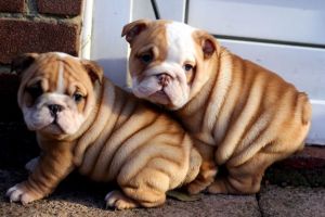 English Bulldog Puppies For Sale